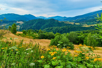 Mountain Wildflower Meadow Landscape View
