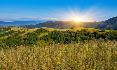 Wildflower Meadow Mountain Landscape View