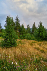 Mountain Meadow Forest Faint Rainbow