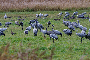 Fototapeta premium Kranich, Grus grus, Grauer Kranich, Eurasischer Kranich