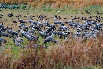 Fototapeta premium Kranich, Grus grus, Grauer Kranich, Eurasischer Kranich