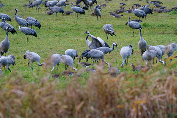 Fototapeta premium Kranich, Grus grus, Grauer Kranich, Eurasischer Kranich