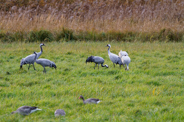 Fototapeta premium Kranich, Grus grus, Grauer Kranich, Eurasischer Kranich