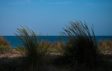 Long bushes of fragrant grass against the backdrop of the sea and sunset. Selective focus