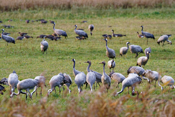 Fototapeta premium Kranich, Grus grus, Grauer Kranich, Eurasischer Kranich