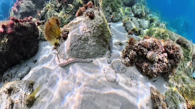 Spotted Sharptail snake-eel, Myrichthys breviceps sp. swimming exploring the rocky ocean floor covered with various types of marine algae in clear tropical water in Anse Dufour of Martinique in France