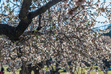 Fototapeta premium Almond trees in bloom in springtime