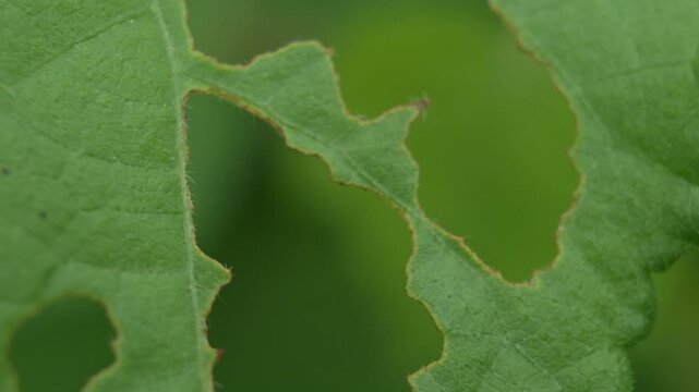 Macro texture of leaves that are damaged after eating a caterpillar in the garden