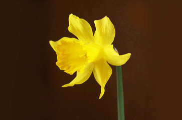 Yellow daffodil on dark background © Charles Risen