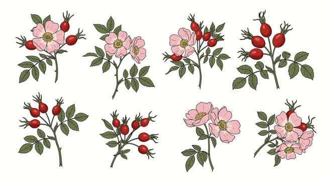 Collection of botanical illustrations featuring wild rose branches with pink flowers, green leaves, and red rosehip berries.