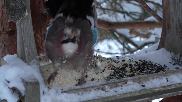 The jay defends its food