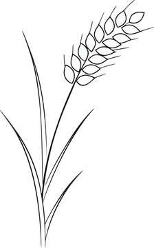 Agriculture Concept Wheat Stem  one line art Vector 