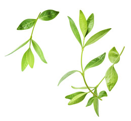 Fototapeta premium Fresh green tea leaves falling in the air isolates on white background
