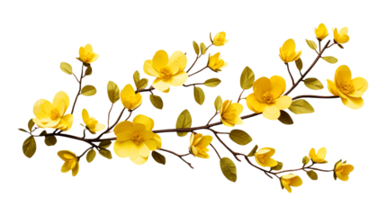 Yellow spring blossoms branch isolated on transparent background Remove png, Clipping Path, pen tool