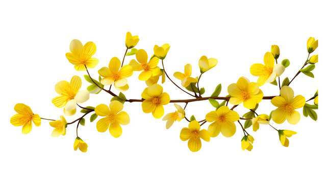 Yellow spring blossoms branch isolated on transparent background Remove png, Clipping Path, pen tool