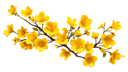 Yellow spring blossoms branch isolated on transparent background Remove png, Clipping Path, pen tool