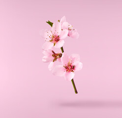 Obraz premium Beautiful pink peach flower with green leaves fslling in the air isolated on pink background
