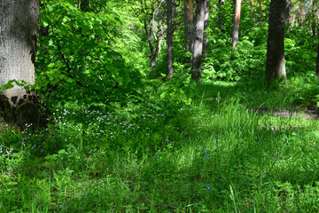Fototapeta premium Lush Green Forest Floor with Wildflowers and sunlight