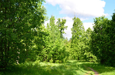 Fototapeta premium Lush Green Forest Trail on a Bright Day copy space