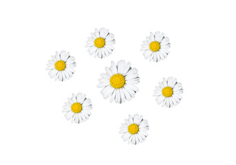 Conjunto de flores de margarita blancas dispersas