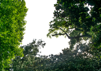 Vista inferior de ramas de árboles frondosos