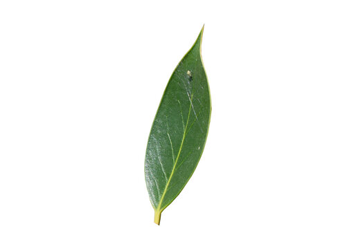 Hoja verde alargada y brillante aislada 
