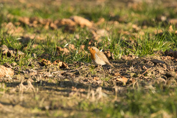 bird in the grassThe robin symbolizes hope, renewal, fortune and spiritual connection, linked to Christmas legends (his red chest for love for Jesus) and Celtic legends (strength, symbol of Thor.