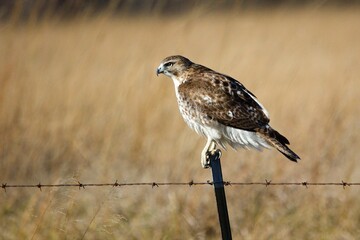 Red-tailed hawk perched on a fence post. 