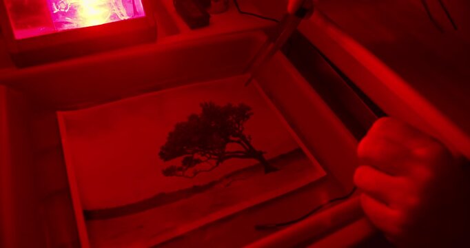 Professional darkroom photo printing with manual print development and chemical processing. Classic photographic workflow