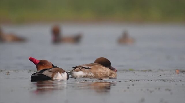 Red-crested pochard or Netta rufina and Lesser whistling duck or Dendrocygna javanica swimming and basking in the sun across a lake in the Wetland of Bengal.