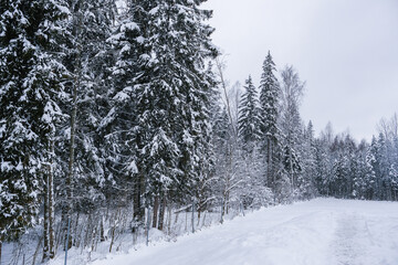 Russia, Saint Petersburg, 11.01.2026 Winter forest landscape with snowy fir trees and a pristine white field. Serene nature scene for Christmas and holiday season background.