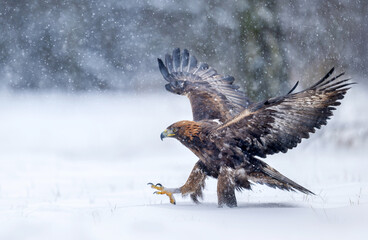 Fototapeta premium Golden Eagle (Aquila chrysaetos) close up