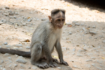 Obraz premium A monkey is sitting on a gravel path. It is daytime and sunlight shines down, creating shadows. The monkey looks around in its natural environment with curiosity.