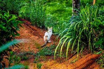 A cat is standing on a dirt path surrounded by tall grass and bushes in a green field. The scene is in a rural area on a clear day, with natural light illuminating the surroundings.