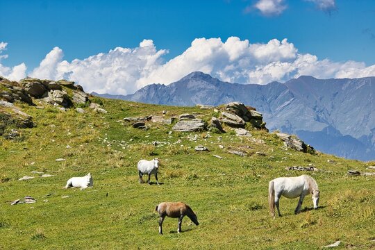 Mountain scene with horses and sheep grazing in green grass under blue sky - Powered by Adobe