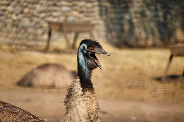 Emu with open beak stands in a zoo area surrounded by dry ground and structures in the background...