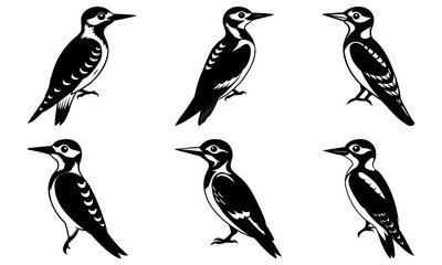 Fototapeta premium Six Woodpeckers Silhouettes on White Background bird black