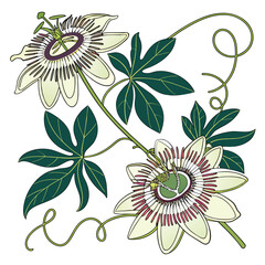 vector flowers image free download.