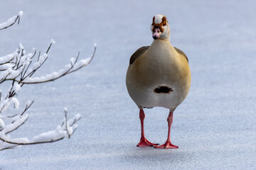 Eine Nilgans auf einem gefrorenen Teich in der Frontale