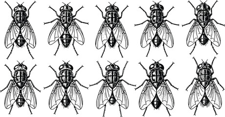 Detailed housefly insect outline set for scientific biology diagrams, pest control branding, vintage nature illustrations, educational charts, and creative mascots © Mostafizar