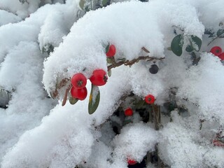 Snow-covered red berries cotoneaster