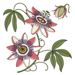vector flowers image free download.