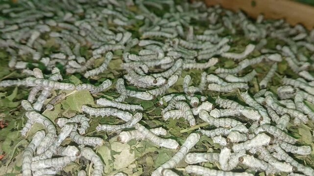 The video displays the larvae, or caterpillars, of the Eri silkworm moth (Samia ricini). These insects are economically important for producing Eri silk.	