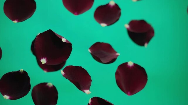 Beautiful dark red rose petals gently falling in a slow motion sequence. Romantic floral overlay element isolated on a chroma key green background for easy editing