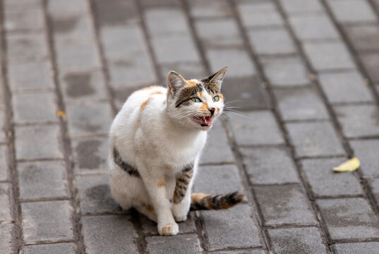 street cat in samarkand, uzbekistan yawn to people
