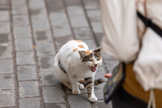 street cat in samarkand, uzbekistan yawn to people