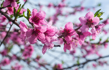 Peach blossoms against the blue sky.