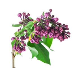Lilac flowers isolated on white background.