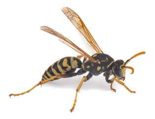 Wasp isolated on white background.