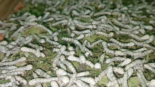 The video displays the larvae, or caterpillars, of the Eri silkworm moth (Samia ricini). These insects are economically important for producing Eri silk.	